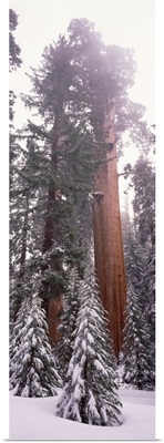 Giant Sequoia Sequoia National Park CA
