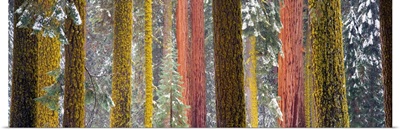 Giant Sequoia Sequoia National Park CA