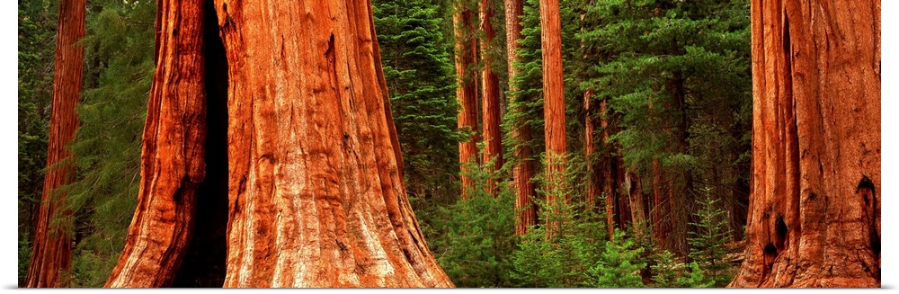 Giant sequoia trees in a forest, California