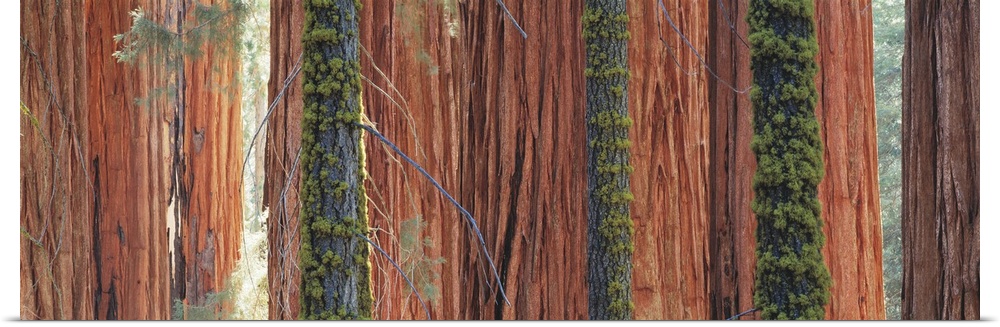 Giant Sequoia trees in a forest, Sequoia National Park, California