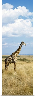 Giraffe Maasai Mara Kenya