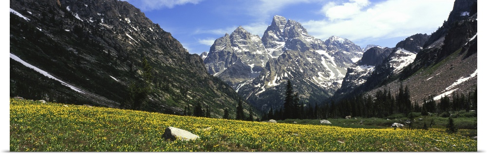 Glacier lilies in a field with mountains in background, Grand Teton National Park, Wyoming