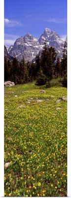 Glacier lilies on a field, North Folk Cascade Canyon, Grand Teton National Park, Wyoming