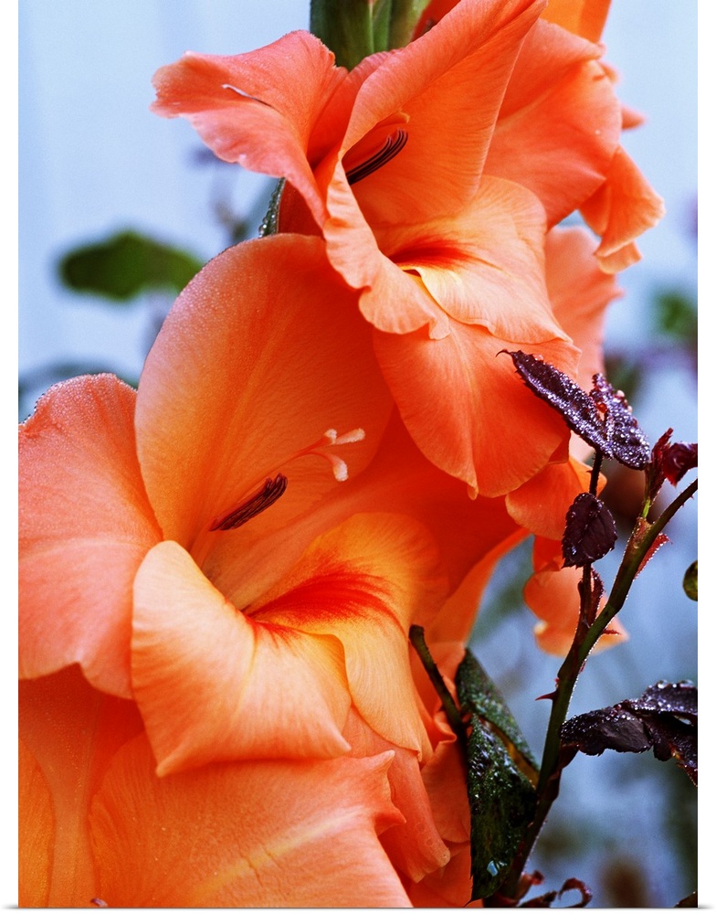 Picture taken closely of peach colored gladiolus flowers that have fully bloomed.