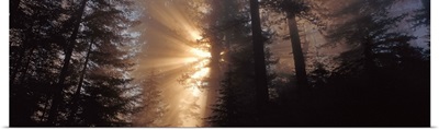God Rays Redwoods National Park CA