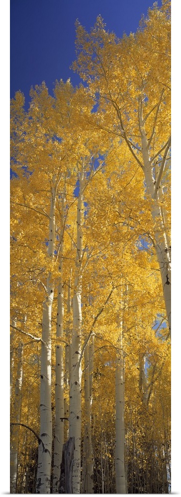 Vertical panoramic of tall yellow leaved trees in Flagstaff, Arizona.