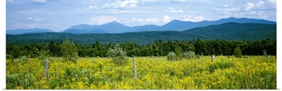 Goldenrod flowers in field with mountains in the background, Adirondack High Peaks, Adirondack Mountains, New York State