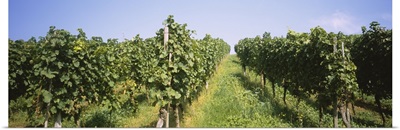 Grape vines in a vineyard, Freiburg, Breisgau, Baden-Wurttemberg, Germany