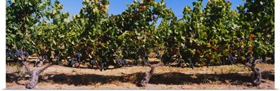 Grape vines in a vineyard, Napa Valley, Napa County, California