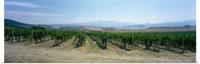 Grape vines in a vineyard, Tavernelle, Lunigiana, Tuscany, Italy