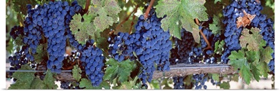 Grapes Napa Valley CA