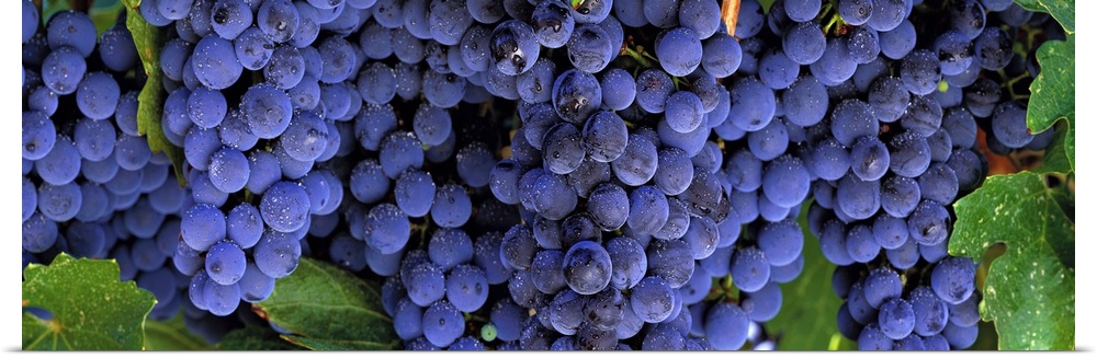 Horizontal, close up photograph of several, plump bunches of grapes with water droplets, on the vine in Napa, California.