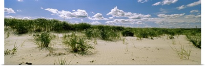 Grass among the dunes, Crane Beach, Ipswich, Essex County, Massachusetts