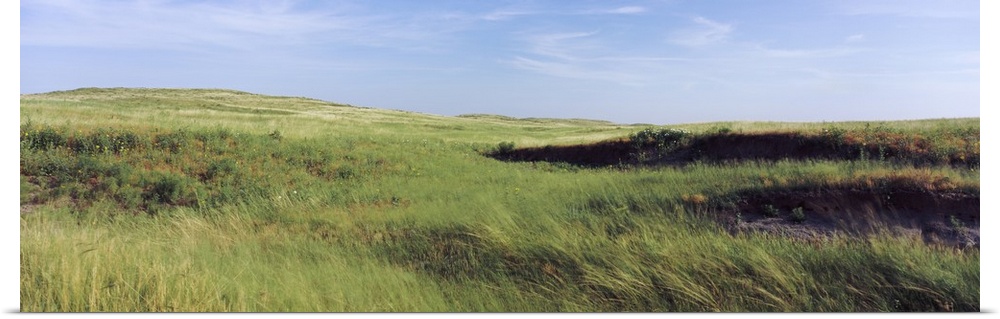 Grass in a field, Whitetail Creek, Keith County, Nebraska,