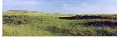 Grass in a field, Whitetail Creek, Keith County, Nebraska,