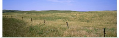 Grass on a field, Cherry County, Nebraska