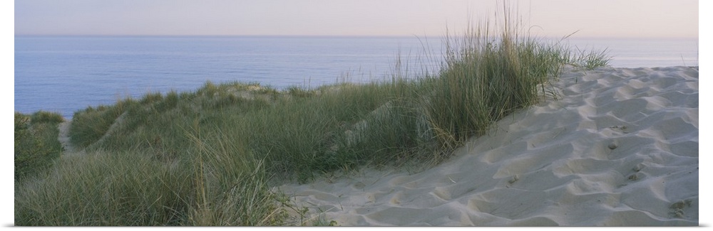 Panoramic photograph of meadow on a sand pile, with the ocean in the background.