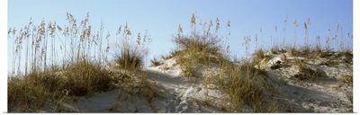 Grass on sand dunes, Anastasia State Park