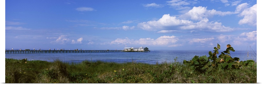 Grass on the beach with a pier in the background, Anna Maria Island City Pier, Tampa Bay, Gulf of Mexico, Anna Maria Islan...