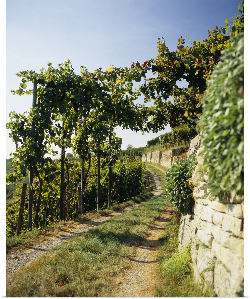 Gravel road passing through vineyards, Muhlhausen, Vaihingen An Der Enz, Baden-Wurttemberg, Germany
