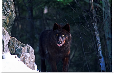 Gray or timber wolf (Canis lupus) on cliff.