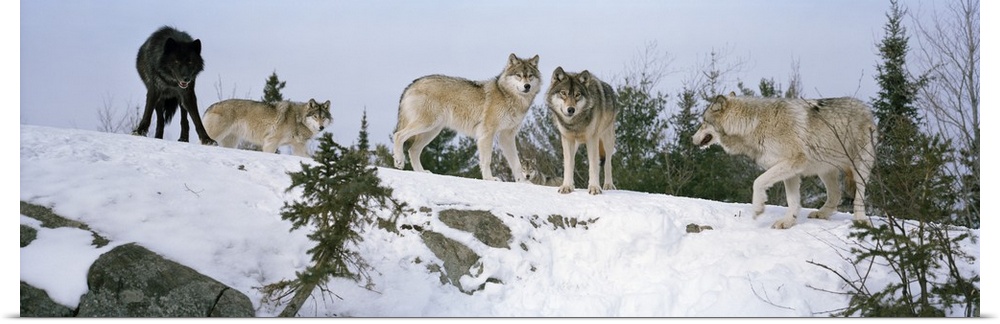 A pack of five wolves, four gray and one black, standing at the top of a snowy hill in the winter, peering over the edge.