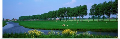 Grazing Sheep Along Canal The Netherlands