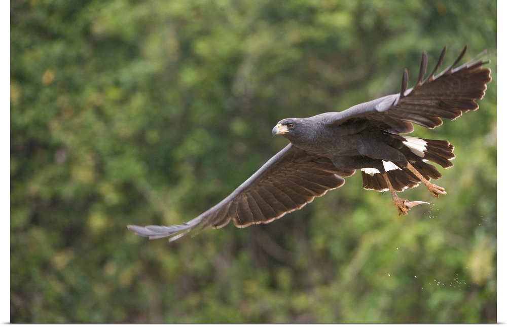 Great Black hawk Buteogallus urubitinga in flight Three Brothers River Meeting of the Waters State Park Pantanal Wetlands ...