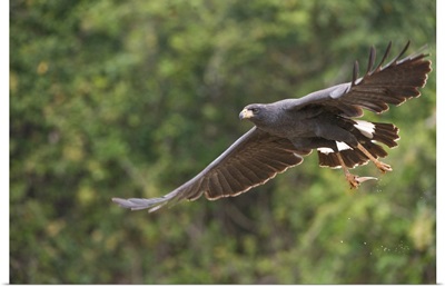 Great Black hawk Buteogallus urubitinga in flight Three Brothers River Meeting of the Waters State Park Pantanal Wetlands Brazil