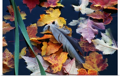 Great Blue Heron Feather (Ardea Herodias) On Marsh Water With Fallen Autumn Color Leaves