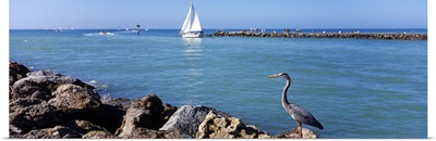 Great Blue Heron perching on a rocks, South Jetty, Venice, Sarasota County, Florida