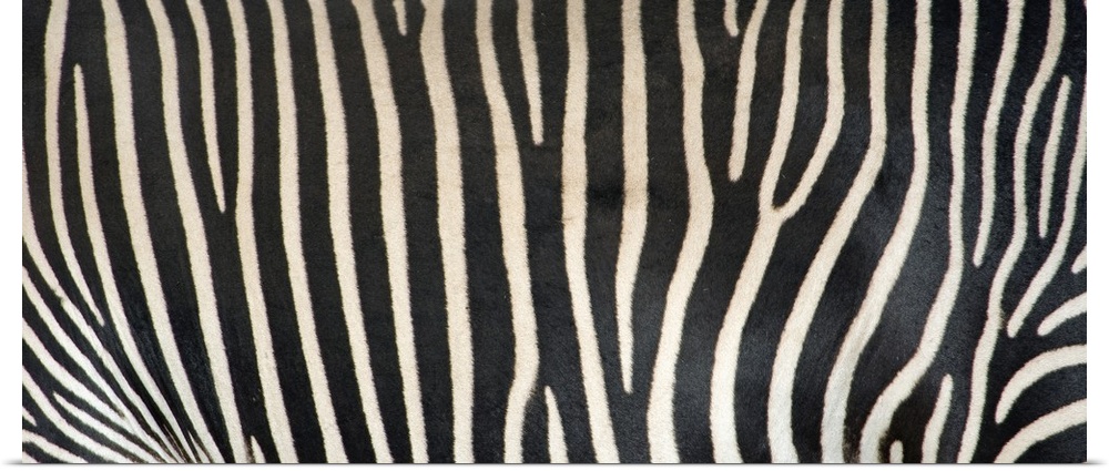 Upclose photograph of the stripes on a zebra.