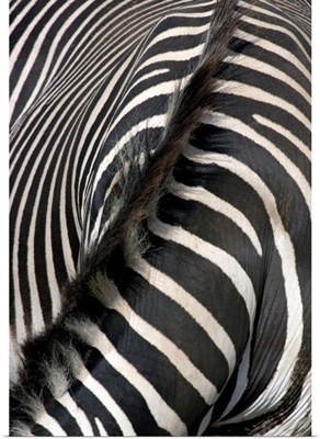 Grevey's Zebra Stripes and Mane