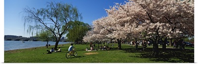 Group of people in a garden, Cherry Blossom, Washington DC