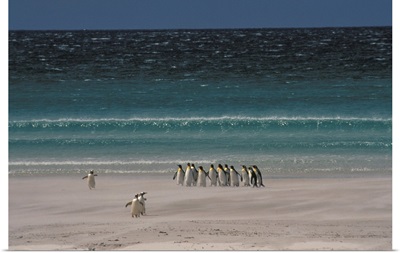 Group of Royal Penguins Falkland Island