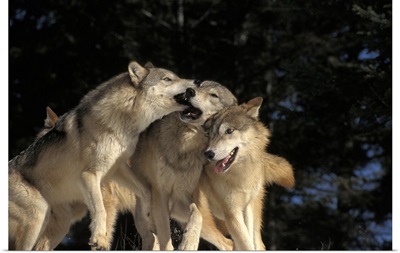 Group of Wolves Playing in Canada