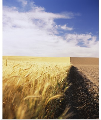Half harvested wheat field, Palouse Country, Washington State