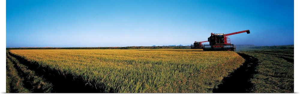 Harvested rice field Glenn Co CA