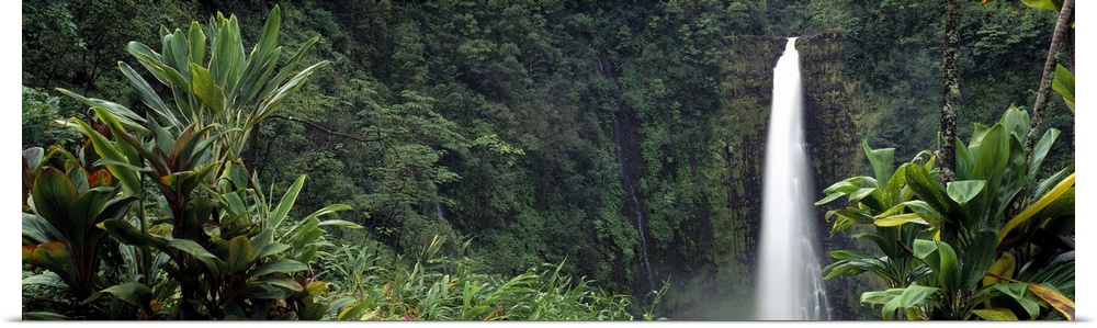 A waterfall near the northeastern Hamakua Coast in Hawaii surrounded by lush tropical greenery.