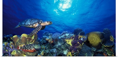 Hawksbill turtle (Eretmochelys Imbricata) and French angelfish (Pomacanthus paru) with Stoplight Parrotfish (Sparisoma viride)