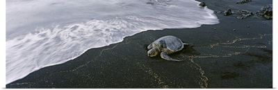 Hawksbill Turtle on the beach, Punalu'u Black Sand Beach, Big Island, Hawaii