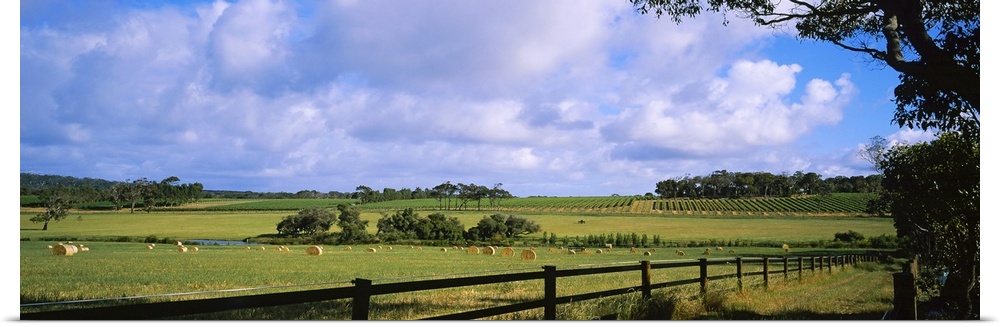 Hay bales in a field, Australia