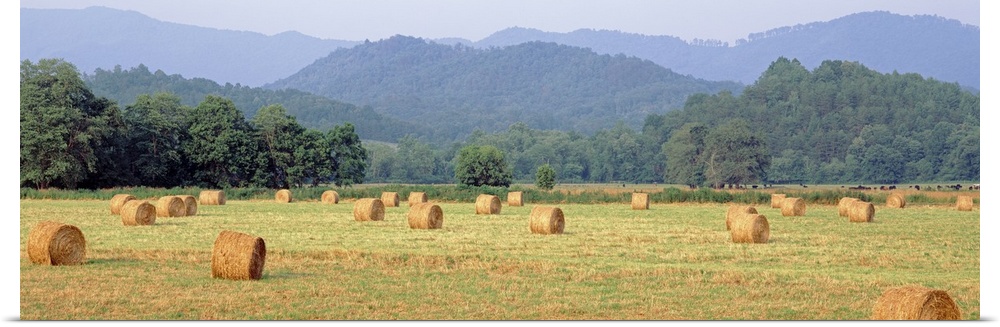 Hay bales in a field, Murphy, North Carolina