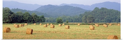 Hay bales in a field, Murphy, North Carolina