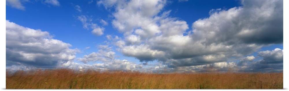 Giant, horizontal photograph of a vast, golden field beneath a blue sky with billowing white clouds, in Hayden Prairie, Iowa.