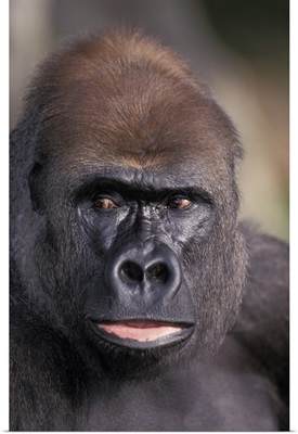 Head Shot of a Gorilla