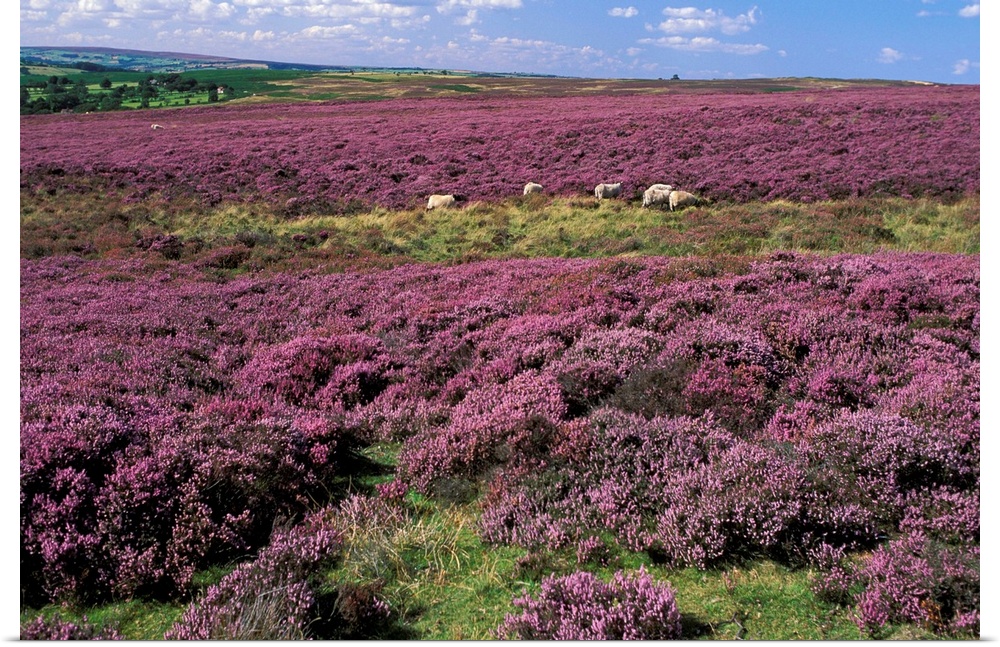 Heather in Yorkshire England