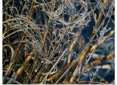 Heavy Frost On Grass
