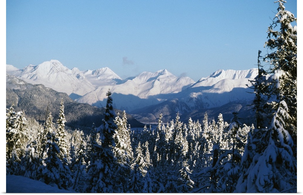 Giant, horizontal, high angle photograph of snow covered pine trees near the Chugach Mountains in Alaska.