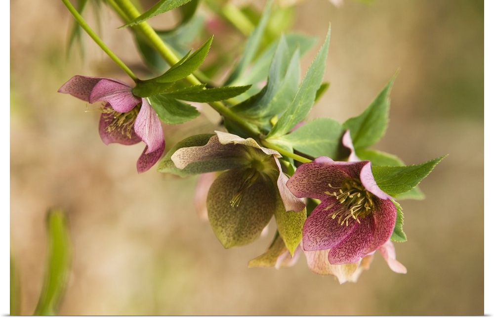 Horizontal close up photograph of several hellebore flowers in bloom, hanging down from branches of green, in North Carolina.